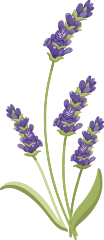 Transparent Lavender Stems Illustration with Green Leaves