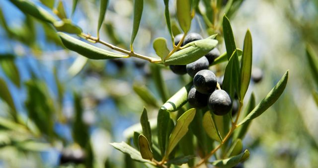 Ripe olives hang from a branch against a blurred natural background, with copy space. Olive trees are cultivated for their fruit and oil, staples in Mediterranean cuisine and culture.