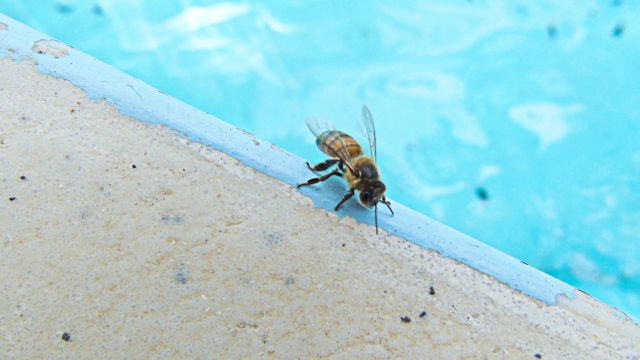 This detailed close-up shows a honeybee perched on the ledge of a swimming pool, highlighting the intricate textures and colors of the bee. The vibrant contrast between the bee and the blue water creates an eye-catching composition perfect for themes related to nature, insects, summer, and outdoor activities. This image can be used in educational materials, environmental campaigns, wildlife documentaries, and summer-themed promotions.