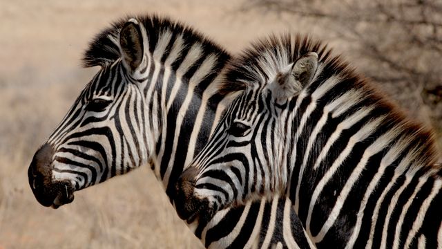 Two zebras are standing side by side in their natural habitat, showcasing their unique black and white stripes. Ideal for themes related to nature, wildlife conservation, safari adventures, African landscapes, and educational materials about animals.