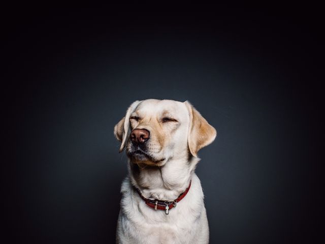 A close-up of a serene Labrador Retriever dog with its eyes closed, wearing a red collar against a black background. Perfect for use in pet adoption campaigns, veterinary services advertisements, animal wellness promotions, or friendly animal-themed content.
