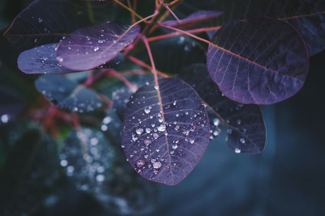 Close-up of purple leaves with dew drops clinging to the surface, capturing the tranquil beauty of nature. Useful for nature-themed projects, gardening blogs, botanical studies, and backgrounds for design work.