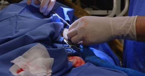 Veterinary surgeon performing pet surgery in operating theater