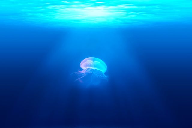 Shows a jellyfish peacefully floating underwater in a deep blue ocean with rays of light. Great for marine biology content, ocean conservation awareness, serene scene backgrounds, or aquatic-themed designs.