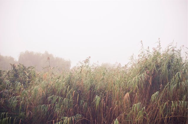 Misty morning fog covering a dense grassy field, featuring tall grass and blurred tree silhouettes in background. Good for themes related to tranquility, nature conservation, serene landscapes, and environmental awareness campaigns.