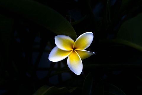 Bright Plumeria Flower in Dark Foliage