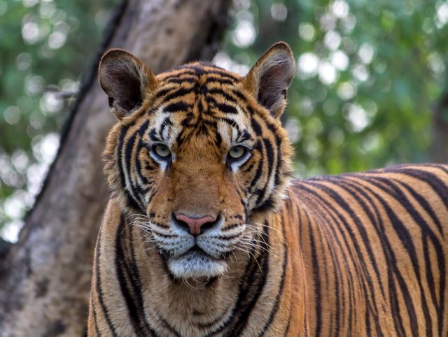 Captivating close-up of a Bengal tiger with detailed fur pattern and piercing eyes, showcasing the beauty and power of this endangered species. Perfect for wildlife conservation campaigns, educational materials on animal behavior and habitats, and nature-themed publications.