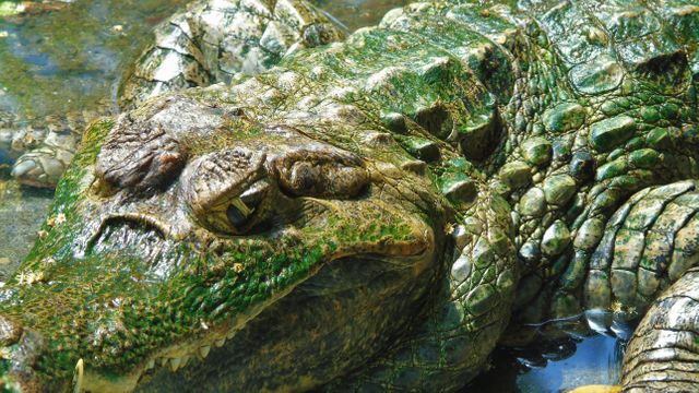 Close-up of a wild crocodile partially submerged in water, showing detailed scaly skin and textures. Ideal for educational materials, wildlife conservation campaigns, nature-themed presentations, and animal-related articles.