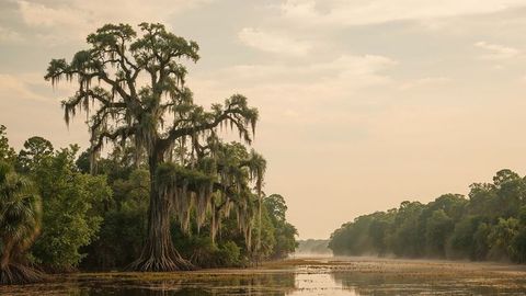 Louisiana majestic cypress and spanish moss by serene river at dawn