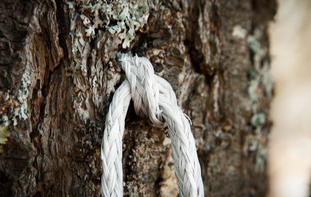 White rope securely knotted around rough tree trunk in outdoor setting. Texture of tree bark and lichen visible. Ideal for themes of outdoor activities, camping, nature, security, or strength. Great for educational materials, nature blogs, and adventure promotion content.