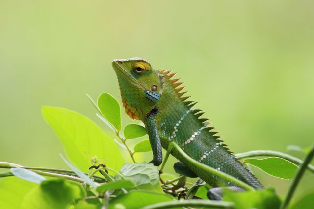 Green lizard is perched on leafy branch, blending with natural surroundings. Suitable for wildlife photography, nature blogs, educational materials about reptiles, and promotional materials for eco-tourism.