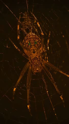 Shimmering Orb-Weaver Web Vertical Video Showing Nocturnal Spider with Green Eyes and Intricate Patt