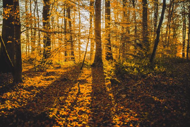 Autumn Forest with Golden Leaves and Sunlight Filtering Through Trees - Download Free Stock Photos Pikwizard.com