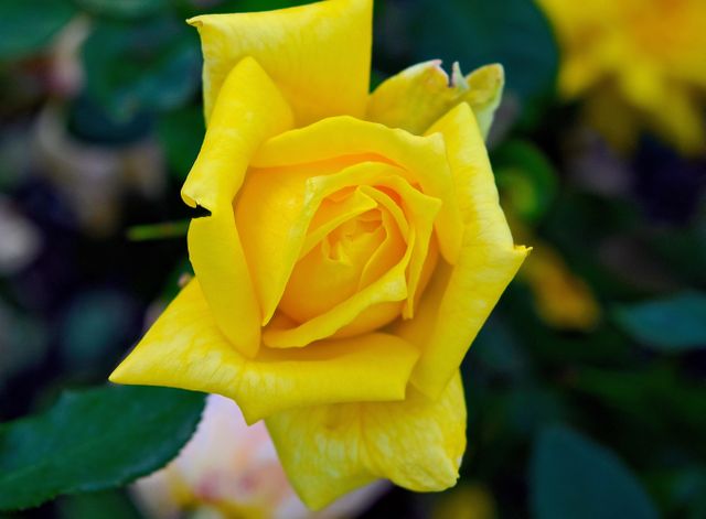 Close-Up of Blooming Yellow Rose Flower in Garden - Download Free Stock Photos Pikwizard.com