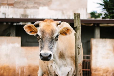 Close-up brown dairy cow standing by weathered wooden post in rustic farmyard portrait
