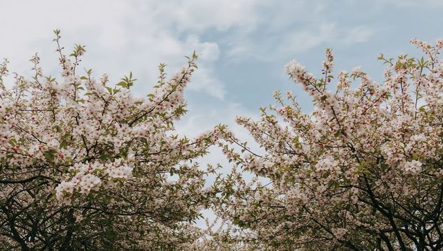 Low-angle cherry blossom canopy framing sky with pale pink spring blooms in pastel tones