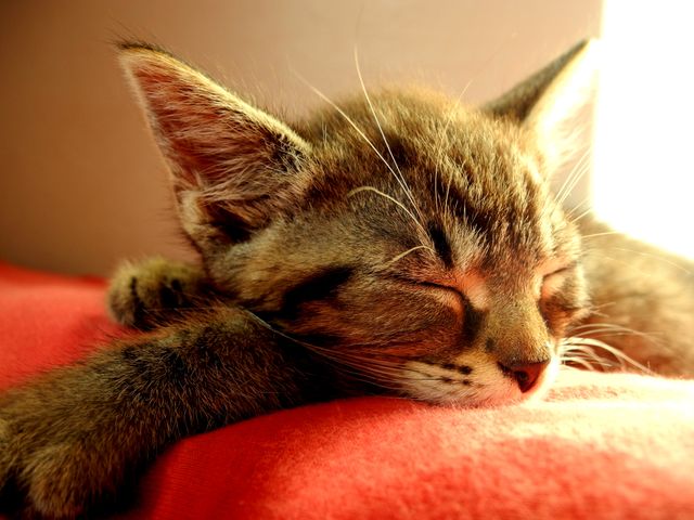 Cute Tabby Kitten Sleeping Peacefully on Red Cushion - Download Free Stock Photos Pikwizard.com