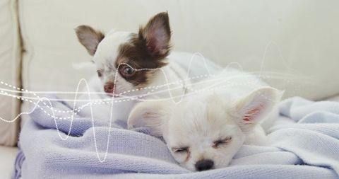 Long-haired tilt-eared dogs resting on lavender blanket in serene home