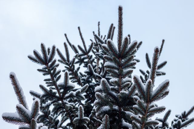 Snow-covered evergreen tree branches portruding against a clear sky, capturing the natural beauty and tranquility of winter. Ideal for use in winter-themed projects, nature publications, seasonal greeting cards, and holiday decorations.