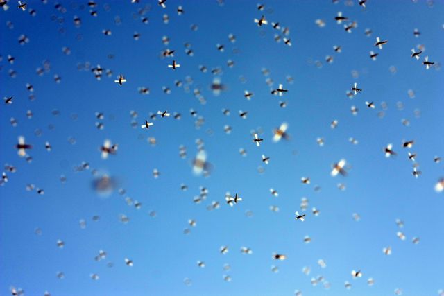 Bright Blue Sky Dotted with Swarming Insects in Flight - Download Free Stock Photos Pikwizard.com