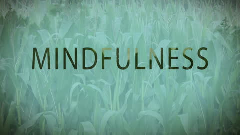 Mindfulness Over Green Wheat Field Conceptual Animation