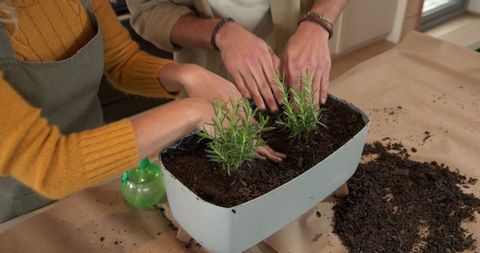 Friends planting rosemary seedlings together in kitchen planter