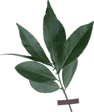 Green leaf sprig on transparent background with tape