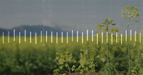 Field of Yellow Flowers with Waveform Overlay and Mountain View