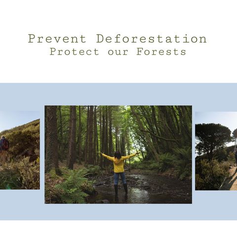 forest preservation awareness collage celebrating nature - Download Free Stock Templates Pikwizard.com