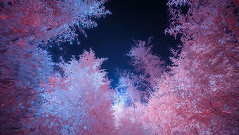 Pink Infrared Forest Canopy Framing Starry Night Sky Through Circular Foliage Aperture