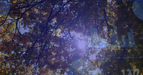 Sunlight Filtering Through Autumn Leaves in Tranquil Forest