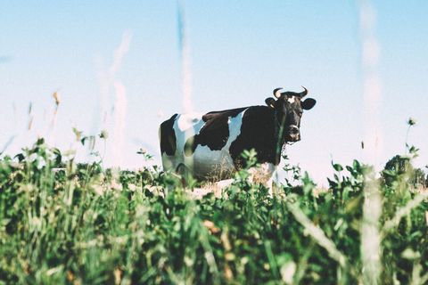 Holstein cow standing among tall green grass under clear blue sky on summer pasture
