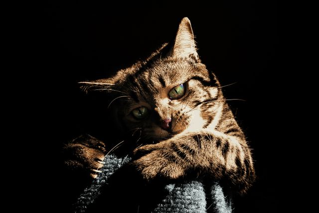 This cat photo highlighting a tabby cat's intricate fur pattern and green eyes is perfect for pet care articles, animal blogs, and cat enthusiast magazines. Ideal for illustrating stories about feline behavior or adding a dramatic touch to pet-related content.
