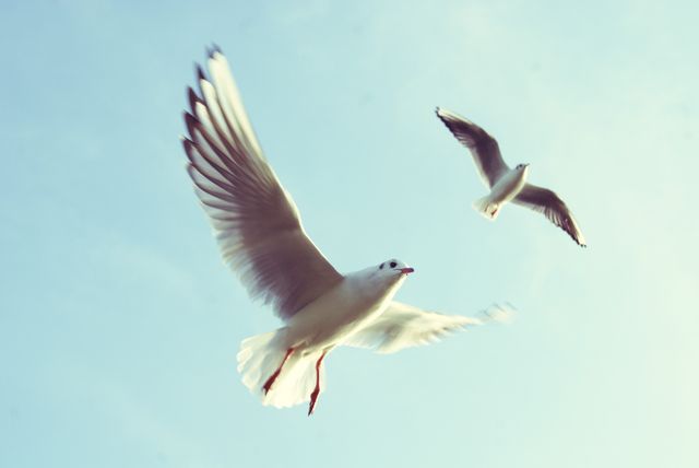 Seagulls Flying in Clear Blue Sky - Download Free Stock Photos Pikwizard.com