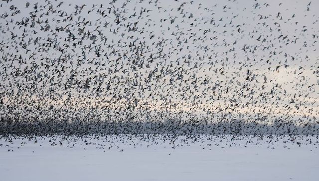 Massive flock of migrating birds soaring over snow-covered plain, dense aerial swarm