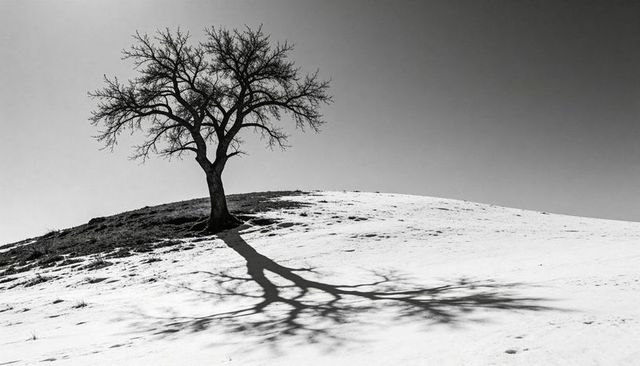 Solitary leafless tree casting lacy shadow on snowy hill minimalist black and white landscape