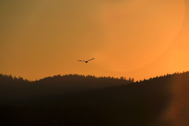 Solitary bird soaring above mountain range at sunset; ideal for projects involving nature, freedom, serenity, and travel. Perfect as a background for inspirational messages, posters, blogs, or social media posts focused on natural beauty and peaceful moments.