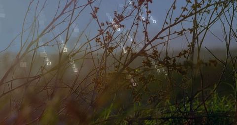 Binary Code Interwoven with Nature's Barren Branches