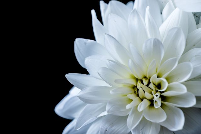 Close-Up of White Flower Against Black Background - Download Free Stock Photos Pikwizard.com