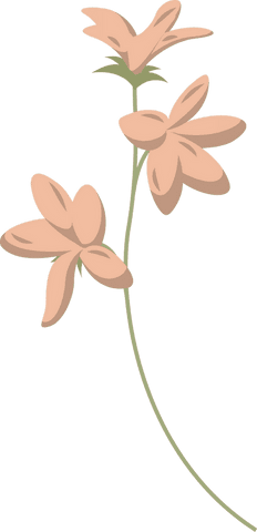 elegant peach blossoms vector on transparent background - Download Free Stock Videos Pikwizard.com