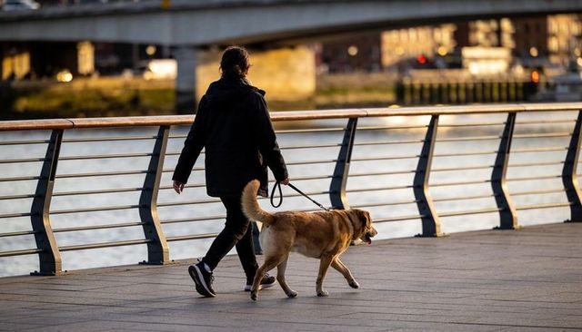 Riverside evening walk: person in black jacket walking golden dog on urban promenade