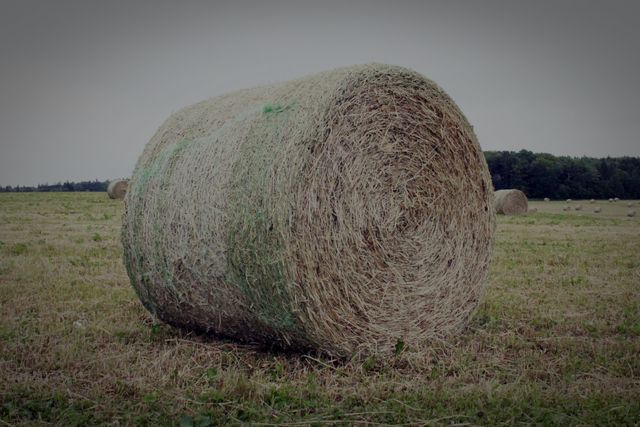 Hay Fodder Feed - Download Free Stock Photos Pikwizard.com