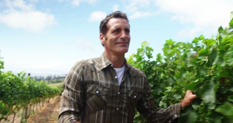 Middle-Aged Man Inspecting Vines in Sunny Vineyard - Download Free Stock Images Pikwizard.com