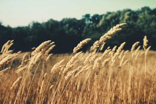 Tall golden grass gently swaying with a clear sky backdrop and dense tree line in the distance creates serene rural setting. Ideal for nature-themed projects, blog posts, background images, outdoor lifestyle promotions, or environmental conservation presentations.