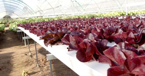 Organic vegetables growing on hydroponic farm in greenhouse