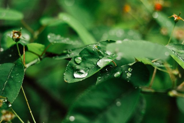 Water droplets on lush green leaves in forest - Download Free Stock Photos Pikwizard.com