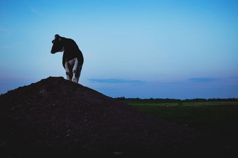 Cow standing on dirt mound at dusk overlooking wide rural pasture and twilight sky