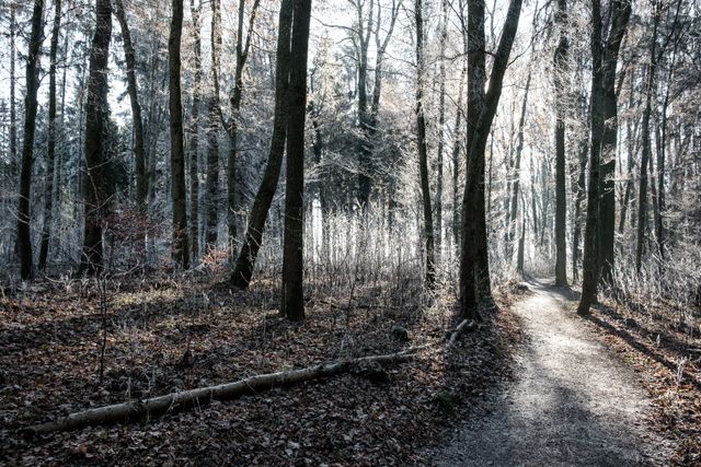 Sunlit forest path in early morning creates long shadows, showcasing the serene beauty of nature. Ideal for themes of tranquility, winter, and nature walks. Perfect for use in blogs, brochures, and outdoor adventure advertisements.