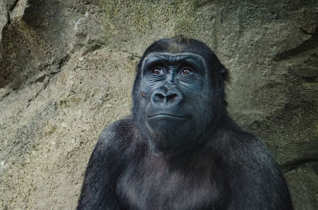 Gorilla staring off into the distance, contemplating life. Perfect for articles on wildlife conservation, primate behavior studies, nature documentaries, and educational materials. Use to highlight thoughts and feelings in both animal and human contexts. Suitable for advertising campaigns focused on environmental awareness.