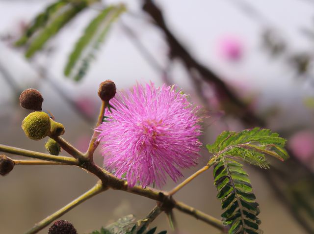 Close-up of a pink mimosa flower in natural setting with foliage and flower buds. The vibrant flower stands out against a blurred background, emphasizing its delicate details. Ideal for use in nature blogs, botanical studies, gardening websites, and floral-themed design projects.